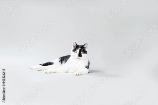 Obraz Relaxed looking cat on a grey background