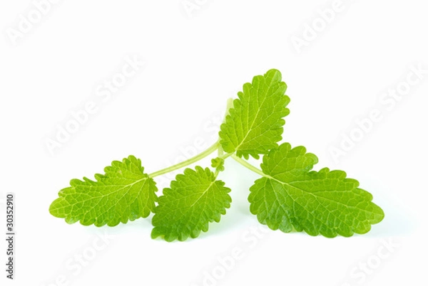 Obraz lemon balm