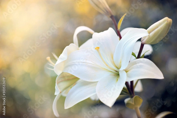 Obraz Spring Flowers