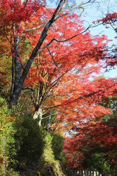 Obraz 吉野山の紅葉