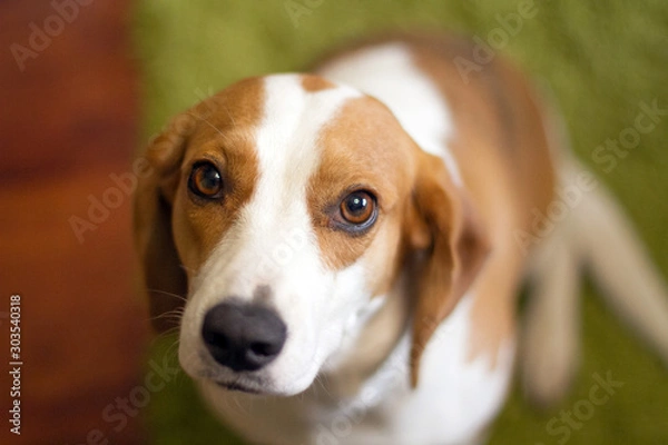 Fototapeta Cute dog muzzle