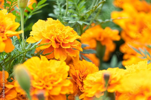 Fototapeta マリーゴールド