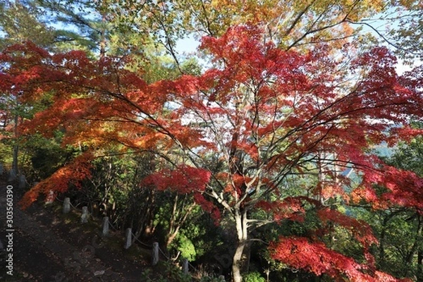 Fototapeta 吉野山　紅葉