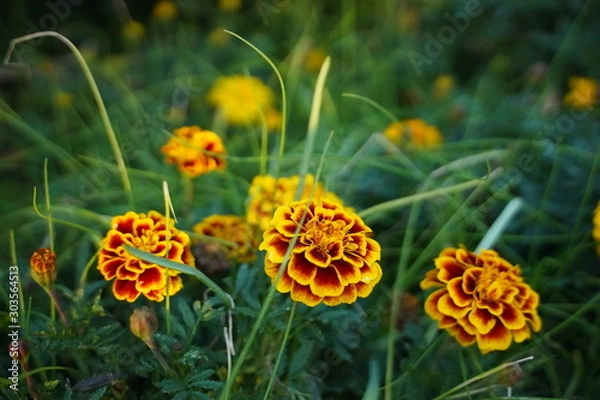 Obraz 駒沢公園の花