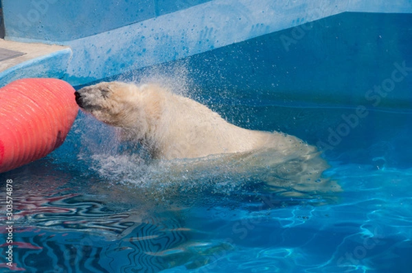 Fototapeta Polar bear shakes the head in the water playing with the buoy at a zoo