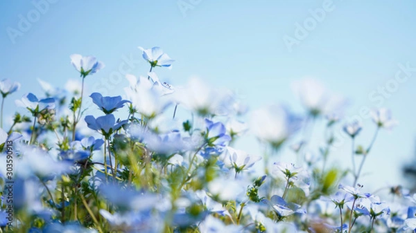 Fototapeta 写真素材：ネモフィラ
