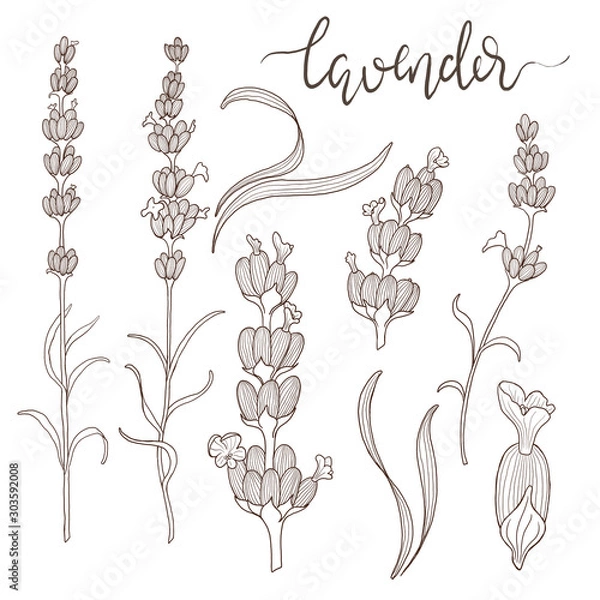 Fototapeta Line art set with lavender flowers and leaves. Botanical lavender drawings, isolated on white background and with text lavender. 