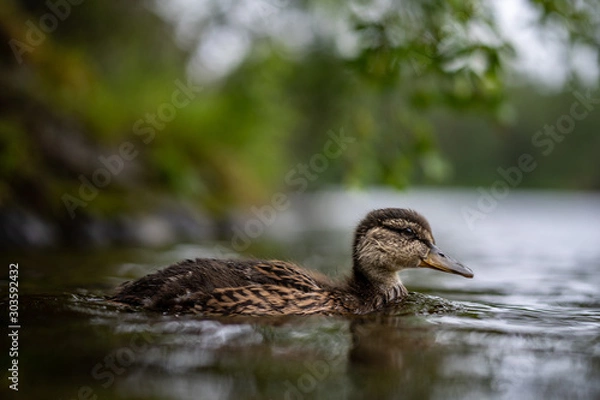 Obraz duck in the water