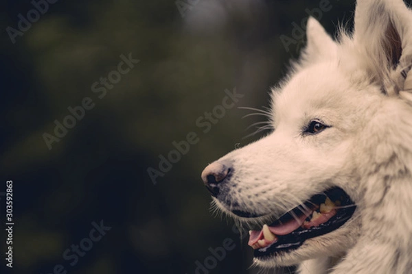 Obraz Samoyed smiling