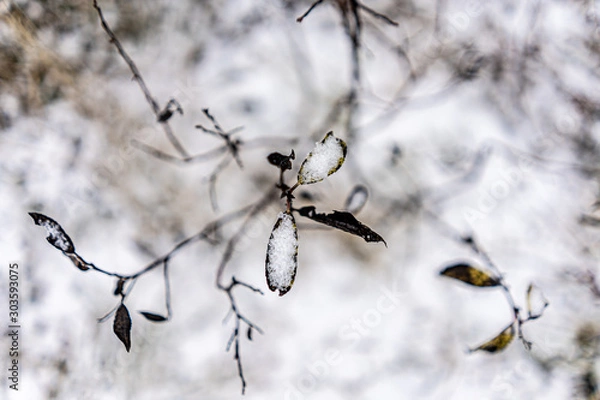 Obraz First snow on a branch