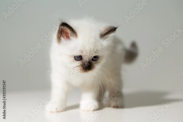 Fototapeta small kitten cat breed sacred burma on a light background