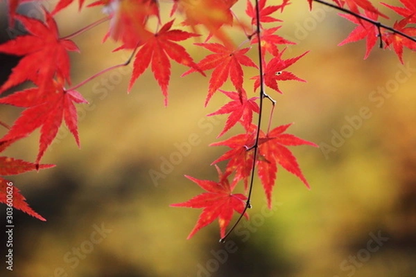 Fototapeta 紅葉