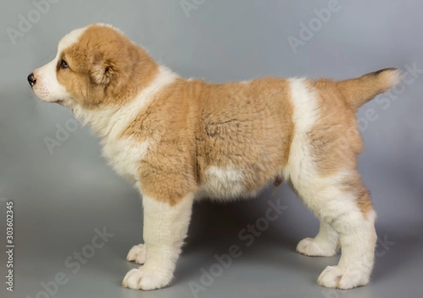 Fototapeta brown and white puppy Alabai on a gray background, studio