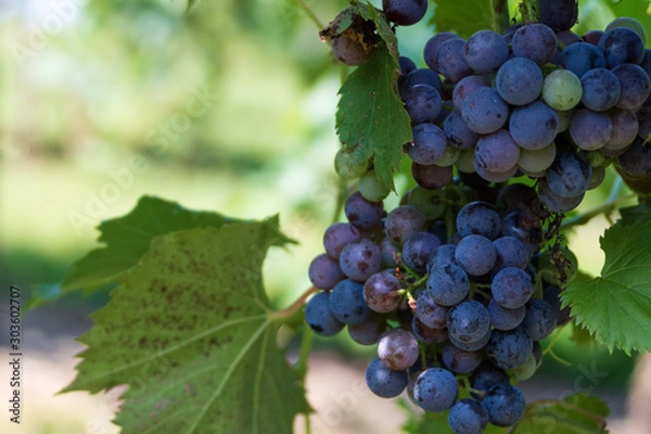 Fototapeta Closeup of ripening grapes on the vine at Arrington Vineyard in Tennessee.