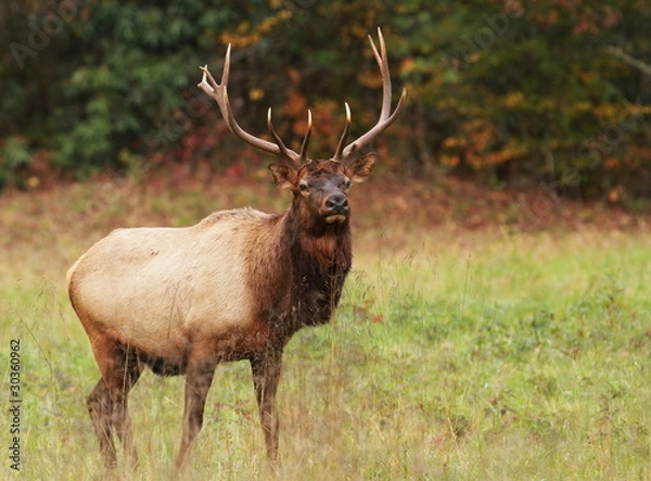 Obraz Tennessee Elk
