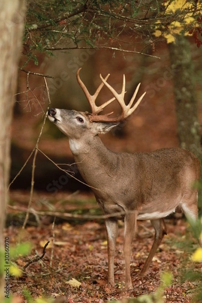 Obraz Rutting Buck