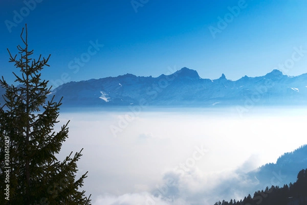 Fototapeta Mountain range in the haze at dawn with a fir tree at the foreground
