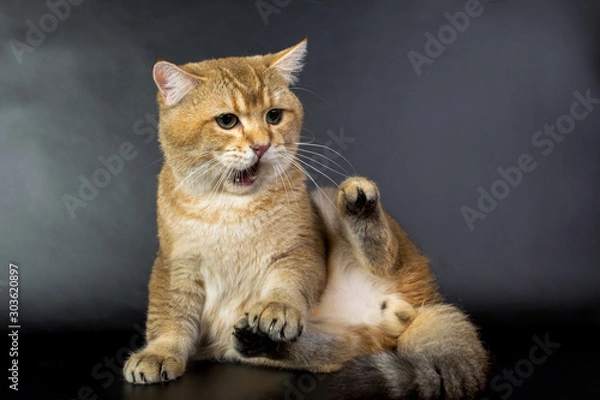 Fototapeta British gold, cat isolated on a black background, studio photo