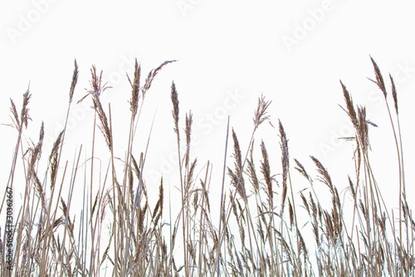 Obraz Растения