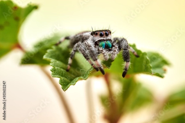Fototapeta Phidippus regius