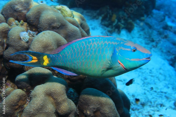 Fototapeta Stoplight parrotfish