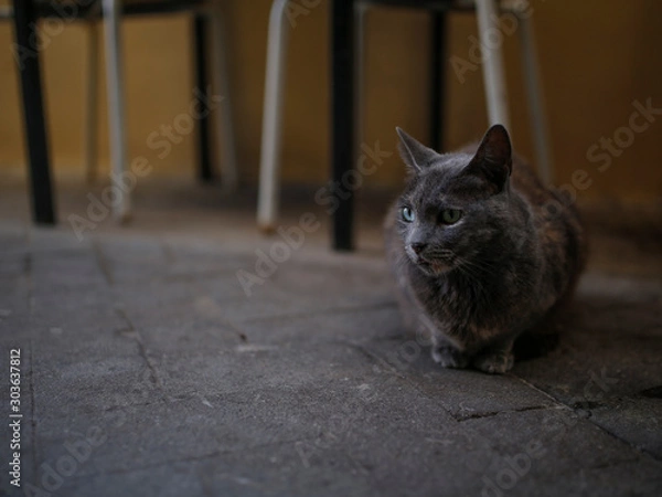 Fototapeta cute cat with green eyes, shallow depth of field