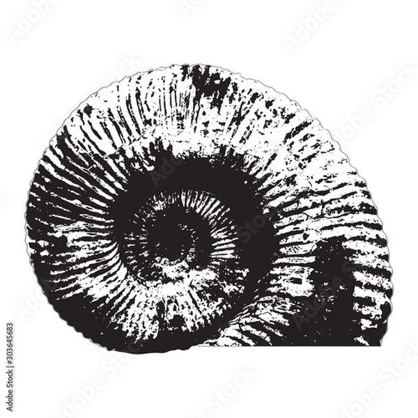 Fototapeta Ammonite shell silhouette. Vector illustration.