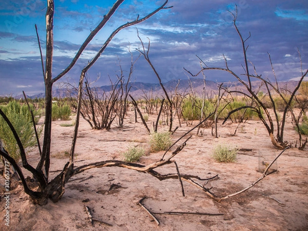 Obraz OLYMPUS DIGITAL CAMERA