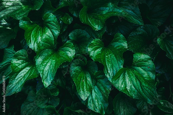 Obraz Grüne Blätter