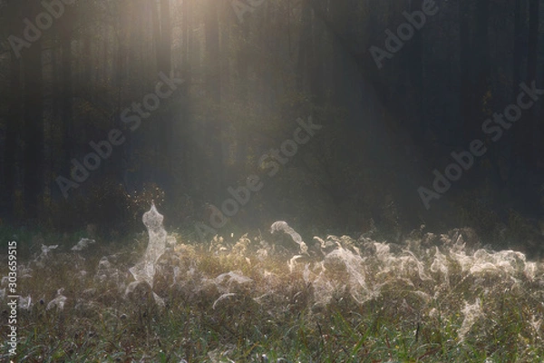 Fototapeta W świetle reflektora