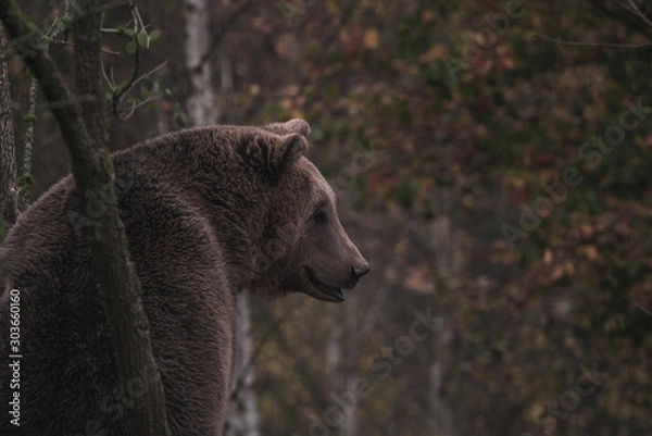 Fototapeta Brown bear in the forest