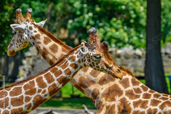 Obraz fighting giraffes