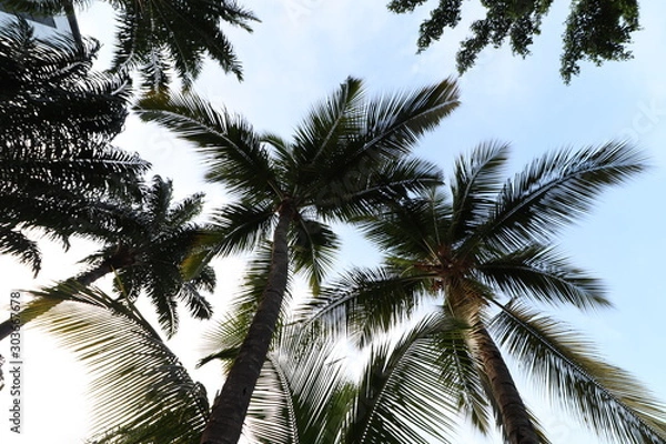Obraz Palms by a beach 