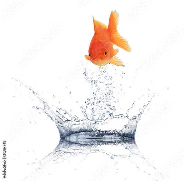 Fototapeta Golden fish jumping from water