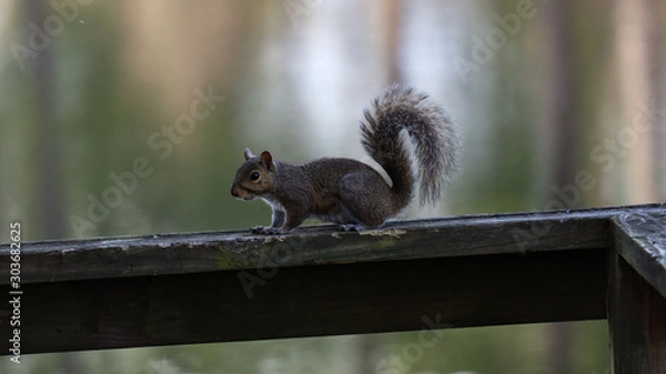 Obraz squirrel