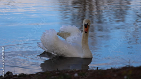 Obraz Swan in pond