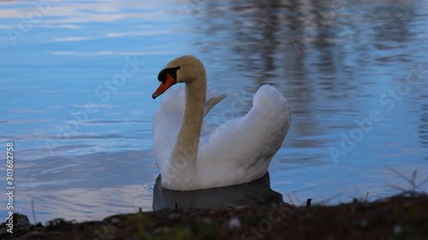 Obraz Swan in pond