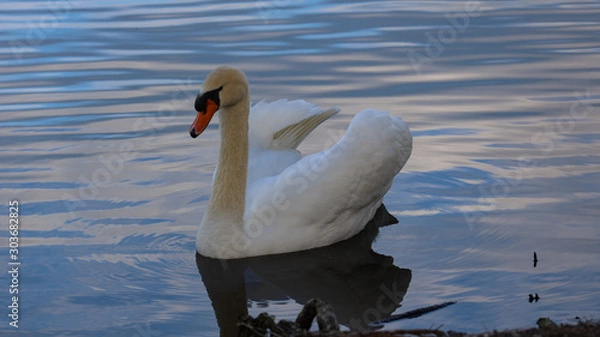 Obraz Swan in pond