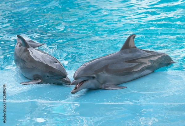 Obraz Dolphins. Performance of bottlenose dolphins in dolphinarium