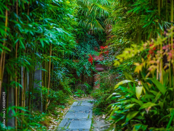 Fototapeta 竹林の道