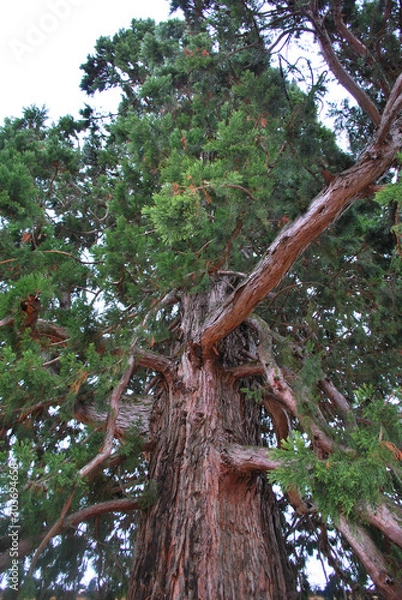 Obraz Secuoya de gran tamaño