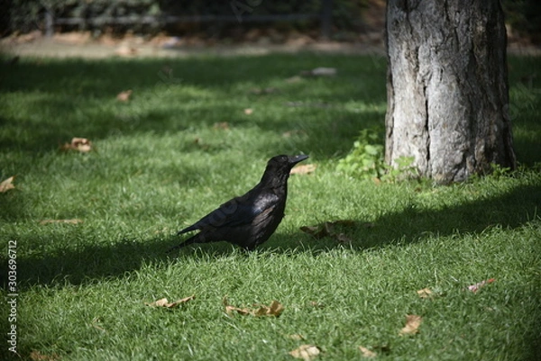 Fototapeta crow on grass