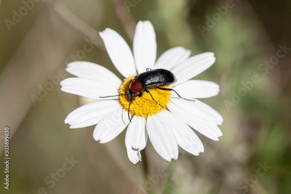 Fototapeta Insecto libando