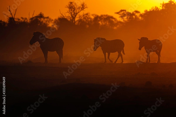 Obraz Zebra at Sunset