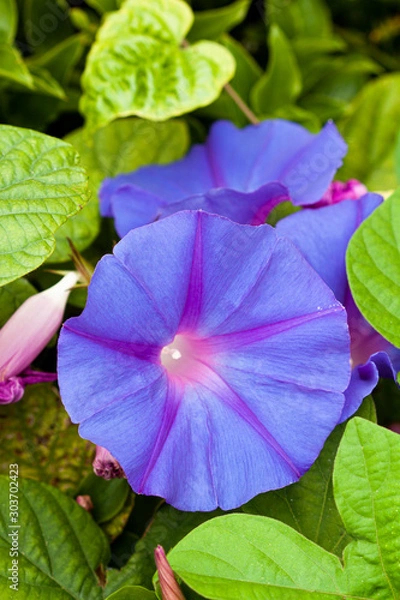 Fototapeta Flor morada