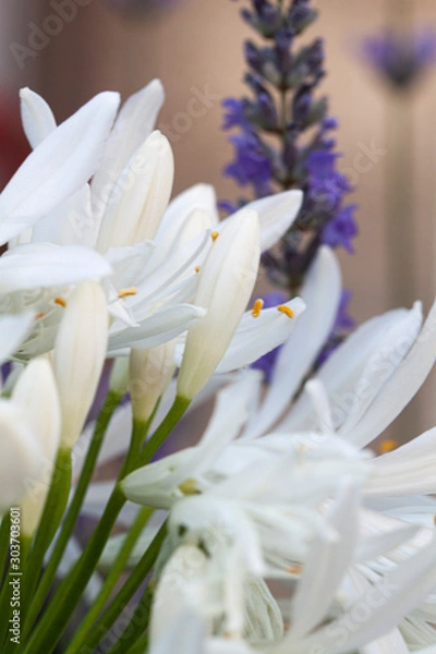 Obraz Flores moradas y blancas