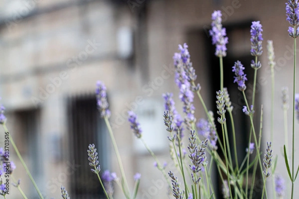 Fototapeta Flor morada