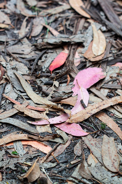Obraz Hojas secas en el suelo
