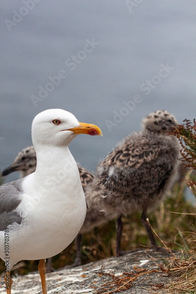 Obraz Gaviota y crias