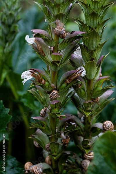 Fototapeta Caracoles
